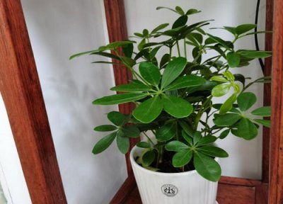 八方来财怎么修剪好看 八方来财什么时候修剪合适