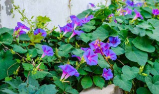 喇叭花怎么养才长得好 喇叭花的养殖技巧