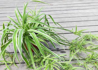 吊兰对猫有毒吗 猫咪吃了一段时间吊兰叶子会中毒吗