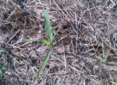 玉米苗发红发紫是什么原因 玉米苗有点红紫的4大因素