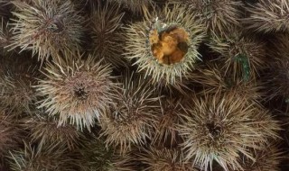 海胆怎么运输保鲜 海胆如何运输保鲜