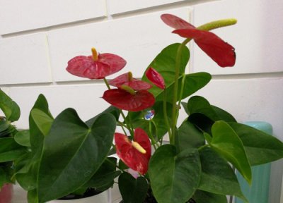 红掌花瓣裂开 红掌花朵开裂的原因