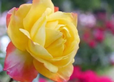 光谱月季是藤本还是灌木 光谱月季属于藤本还是灌木