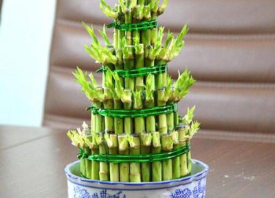 燕尾竹开花预兆 燕尾竹开花什么预兆