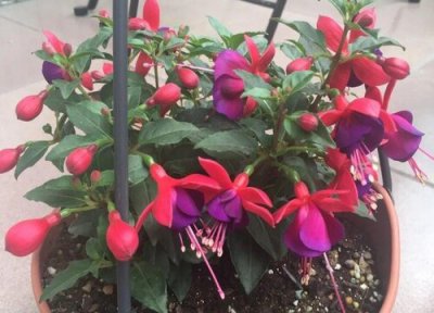 倒挂金钟盆栽怎么养护 倒挂金钟怎么养护轻松开爆盆