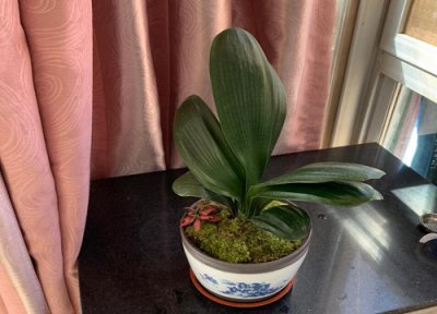 夏天养护君子兰一定要避开的错误 盆栽君子兰夏季养护需要注意什么