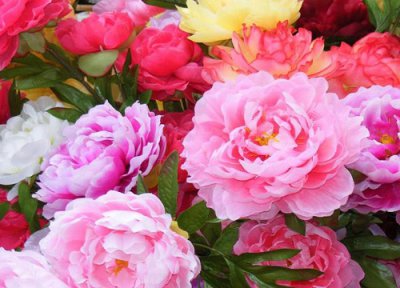 牡丹花不开花是怎么回事 牡丹花总是不开花是什么原因造成的