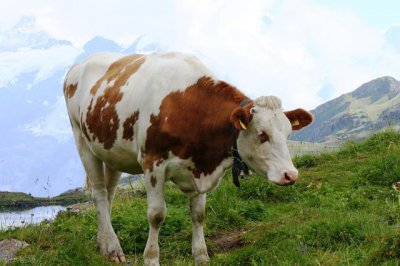 十二生肖中谁最不讨人喜欢 受人讨厌的4大生肖