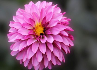 大丽花开花后怎么处理 大丽花开花后怎么修剪