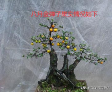 金弹子8月开花会结果吗 八月份开花挂不住果正常吗