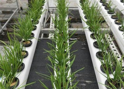 韭菜能水培吗 韭菜可以水培吗