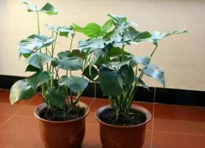 龟背竹简介 龟背竹和春羽的区别