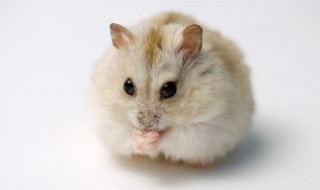 仓鼠和猫能一起养吗 仓鼠和猫可以一起养吗