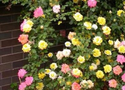 藤彩虹月季是藤本还是灌木 藤彩虹月季属于藤本还是灌木