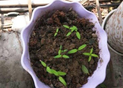 车矢菊播种适合时间 车矢菊什么时候播种合适