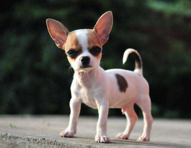 小型犬哪个最聪明最好养 适合家养的15种小型犬排行榜