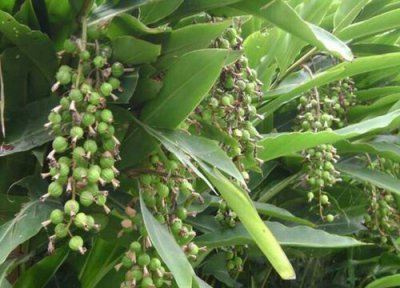 砂仁种植地方 砂仁适合什么地方种植