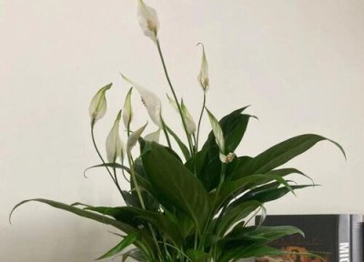 一帆风顺花怎么剪枝 到什么时候修剪 图解