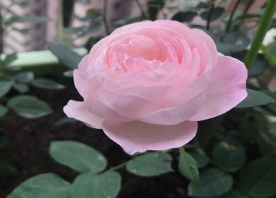 心之水滴月季优缺点 广东养月季花心之水滴怎么样