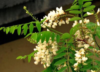 榆树什么时候开花 开花是什么季节