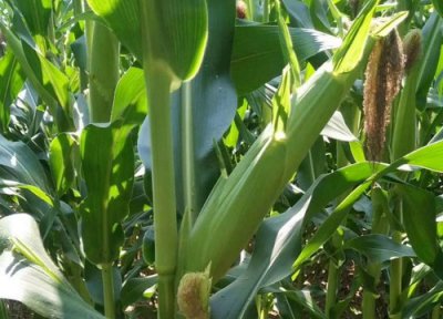 种玉米用二铵好还是复合肥好 种玉米用什么复合肥好