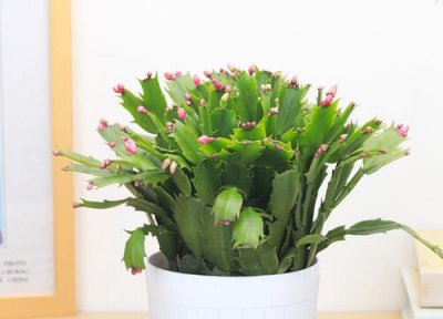 为什么我养的蟹爪兰都瘪掉了 蟹爪兰叶子干瘪瘪怎么回事