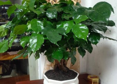 小叶幸福树盆景制作方法 小型盆栽幸福树怎么养啊