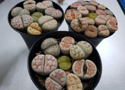 生石花开花后怎么办 生石花开花后怎么处理