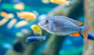 金鱼能和清道夫一起养吗 金鱼能和清道夫可以一起养吗