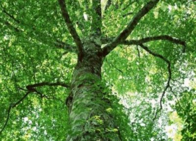 春树是什么树木 又叫什么树