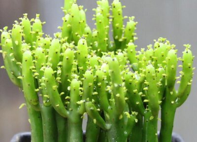 家里养光棍树吉利吗 栽在家里有讲究吗