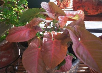 合果芋的养殖方法和注意事项 合果芋图片及养殖技术