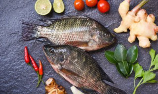 夏天用什么鱼料钓鲤鱼 夏天怎么钓鲤鱼