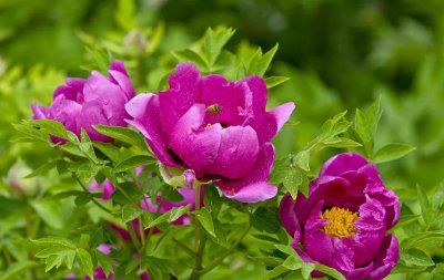 牡丹花是什么意思 誉为富贵花的牡丹花的寓意是什么