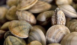 新鲜蛤蜊怎么保存 新鲜蛤蜊如何保存