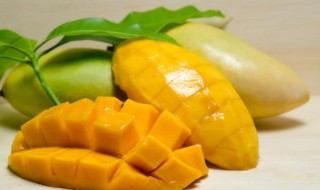 芒果什么季节种植 芒果苗什么季节栽种