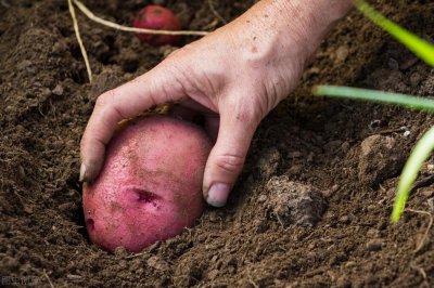 红皮土豆为什么没人吃 红皮土豆是特色蔬菜缘何年年滞销
