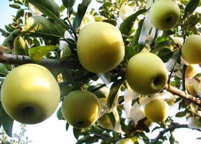 住宅门前栽什么树最好 房子房屋门口种什么树旺家风水好