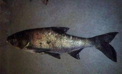 夜钓鲢鳙水深多少是合适 现在夜钓鲢鳙提高中鱼率的方法