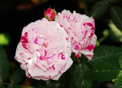 抓破美人脸月季是藤本还是灌木 抓破美人脸月季属于藤本还是灌木