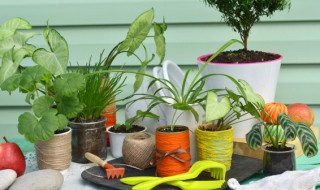 龙岩常见植物有哪些 龙岩有哪些比较常见的植物