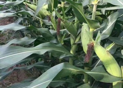 隆祺608玉米种子简介 隆祺608品种的特征特性