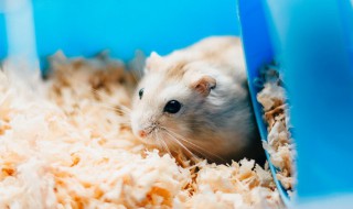 仓鼠能两只一起养吗 仓鼠能两只一起养能不能活