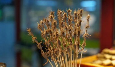 养蝎子能赚钱吗？蝎子养殖前景如何 蝎子养殖靠谱吗