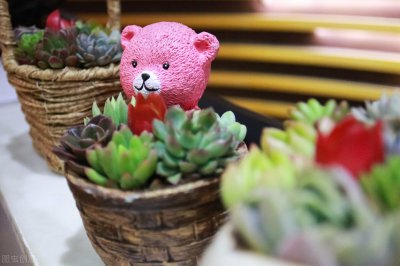 这10条养花技巧非常适合新手 新手种花养花入门建议技巧