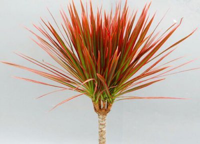 龙血树开花象征着什么 龙血树开花结果的寓意