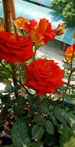 双鱼座月季优缺点介绍 双鱼座长不高抗病耐晒耐热值得入手