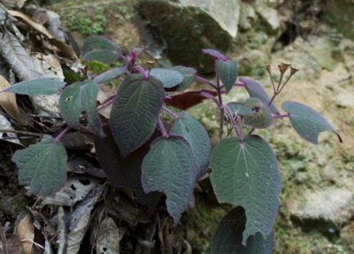 叶下红特点 叶下红的功效与作用