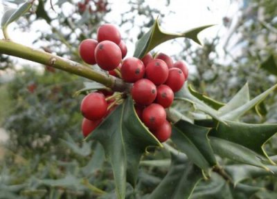 鸟不宿树值钱吗 市场价格