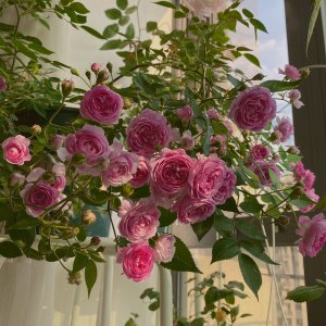 玛姬婶婶月季优缺点 藤本玛姬婶抗病耐寒 修剪好四季开花